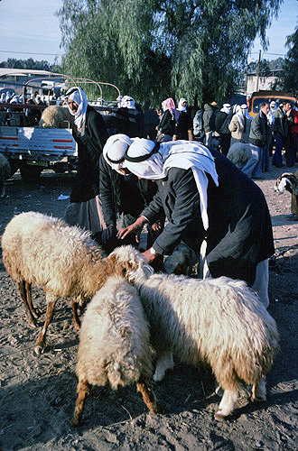 Israel, Beersheva, animal market, Bedouin selling sheep