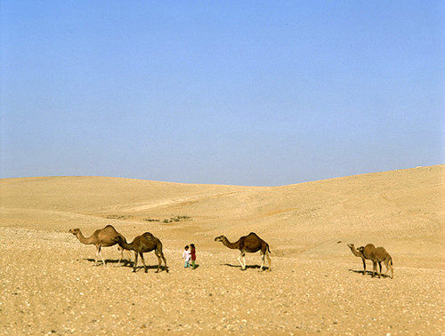 Camels and Bedouin children going to a water hole in the Negev, Israel