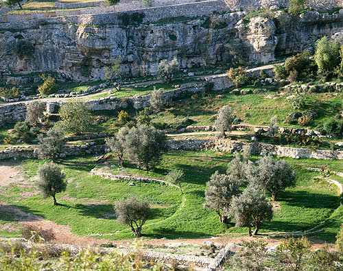 Israel, Jerusalem, the Hinnom Valley, olive trees