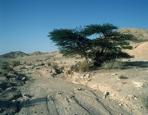 Israel, dried up Wadi and lone Acacia tree in Negev desert