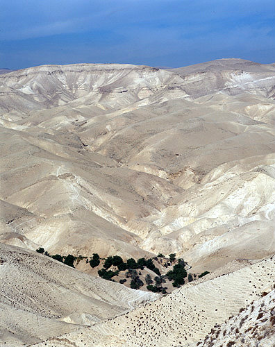 Israel, oasis in Wadi Qilt in the Judean Hills between Jerusalem and Jericho