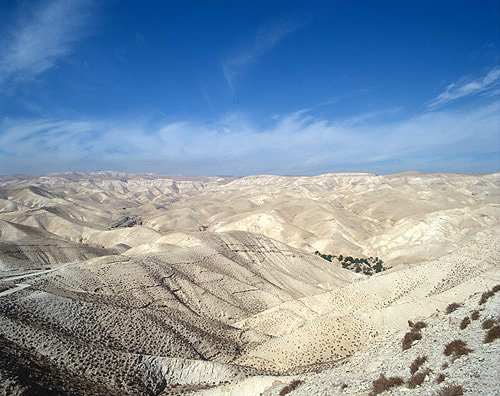Israel, long shot of an oasis in Wadi Qilt in the Judean Hills between Jerusalem and Jericho