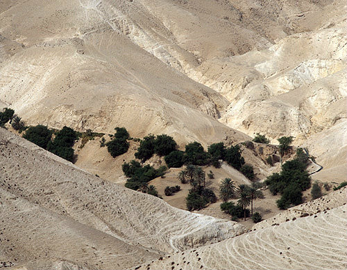 Israel, oasis in Wadi Qilt in the Judean Hills between Jerusalem and Jericho