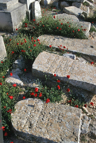 Israel Jerusalem poppies bloom around old graves in the Jewish Cemetery on the Mount of Olives