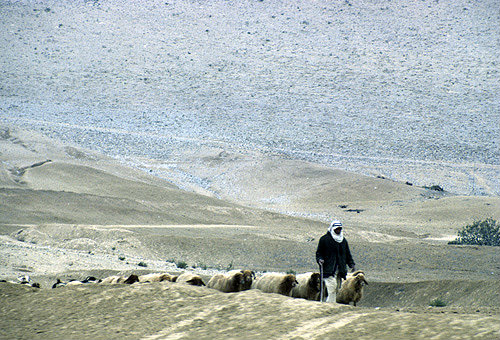 Israel, Negev, Bedouin shepherd with his sheep coming up to the water hole in the Negev