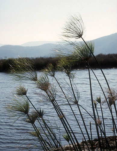 Israel, papyrus by lakeside at Hula reserve near Galilee