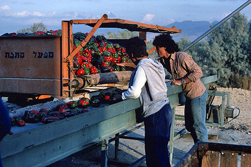 Israel, Quetara, Kibbutz, sorting peppers