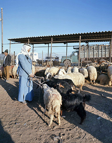 Israel, Beersheva, animal market