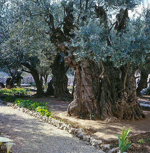 Israel, Jerusalem, the Garden of Gethsemane, two of eight ancient olive trees