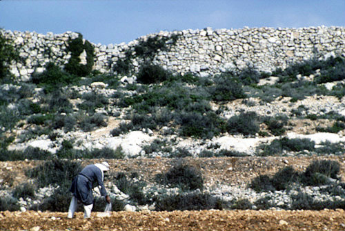 Israel, Samaria, Arab farmer working in his field in Samaria