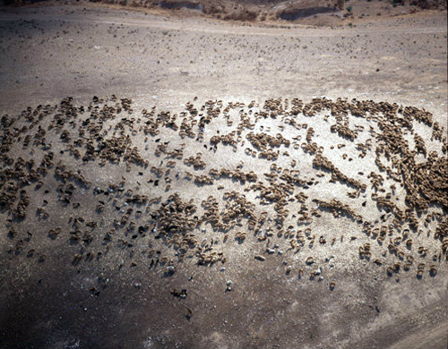 Israel aerial of sheep and goats in the Negev Desert