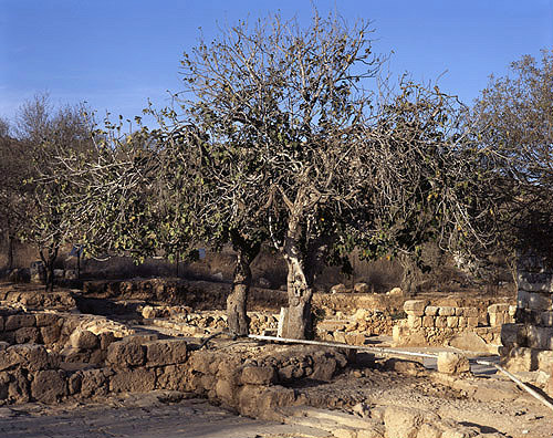 Israel, Shiloh, trees amongst the ruins