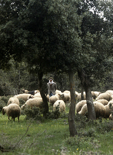 Israel, Druze shepherd with his flock of sheep in the Golan Heights
