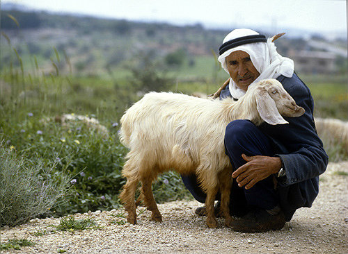 Israel, Arab shepherd with young kid