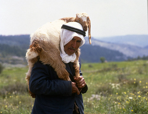 Israel, Arab shepherd carrying a kid on his shoulders