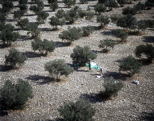 Olive harvesting, aerial, Samaria, Israel