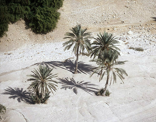 Group of palm trees, aerial, Wadi Qilt, Judean hills, Israel
