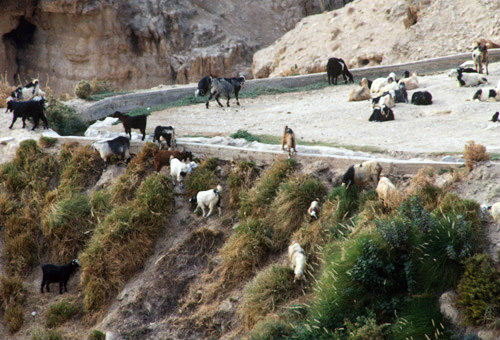 Israel, Judean Hills, goats by old Jerusalem-Jericho road