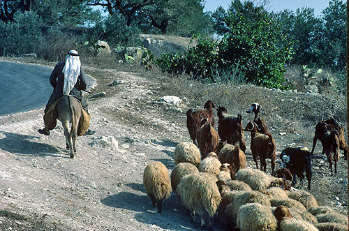 Israel, Arab on a donkey leading his sheep and goats