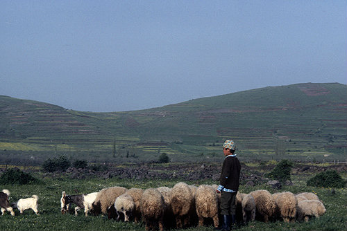 Israel, shepherd boy with flock of sheep in the Golan Heights