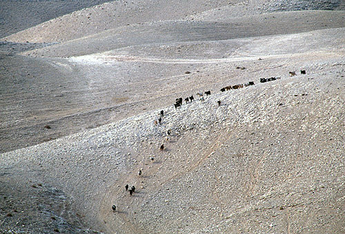 Israel, Judean Hills, goats coming down to the old Jericho-Jerusalem road