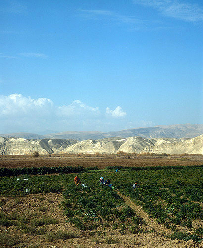 Chilli crop in Jordan valley with Judean Hills (West Bank) beyond, Jordan