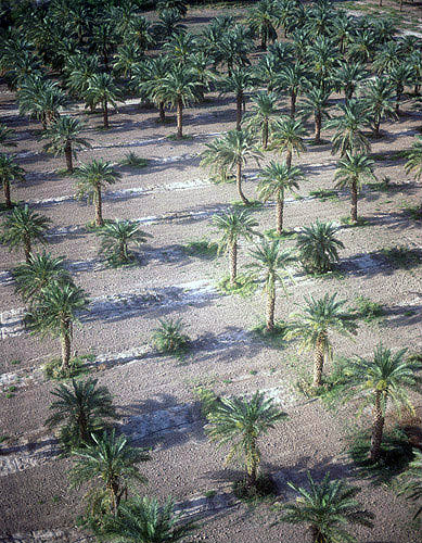 Palm plantation, aerial photograph, Ghor as-Safi, Jordan