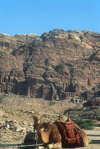 Camel with Urn tomb in background, Petra, Jordan