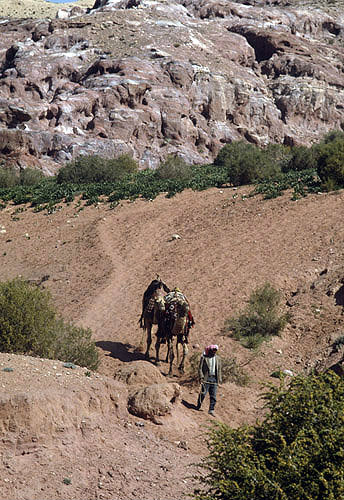 Bdoul bedouin and camel near Mughara an-Nassara, Petra, Jordan