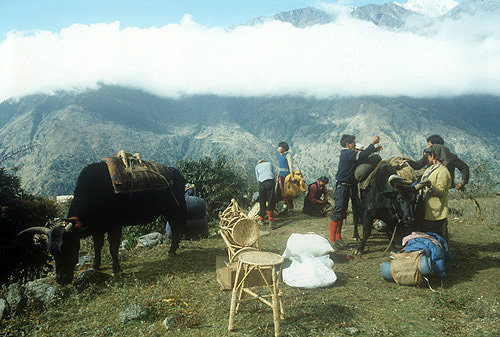 Porters loading yaks, Nepal