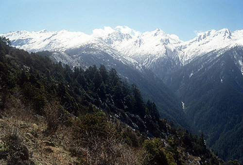 Pine forest in Langtang National Park, north of the Kathmandu Valley, Nepal