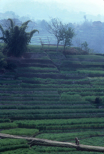 Corn growing in terraces, Nepal