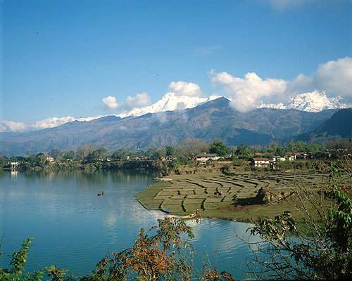 Nepal, paddy fields on edge of Lake Pokhara Annapurna south and Macchapuchare