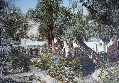Olive trees in the Garden of Gethsemane, old postcard, Jerusalem, Palestine