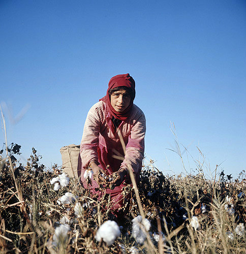Bedouin girl picking cotton in September at al-Hardaneh, Euphrates Valley, Syria