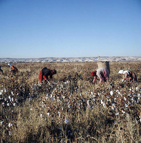Bedouin cotton pickers at al-Hardaneh, Euphrates Valley, Syria