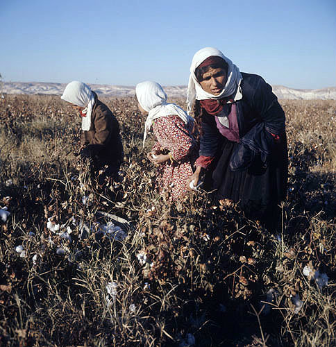 Bedouin mother and children picking cotton in September at al-Hardaneh, Euphrates Valley, Syria