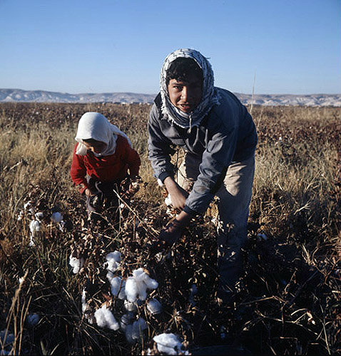Bedouin children picking cotton in September at al-Hardaneh, Euphrates Valley, Syria