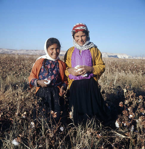 Bedouin children picking cotton in September at al-Hardaneh, Euphrates Valley, Syria