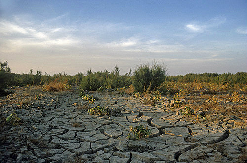 Bean plants growing on dried up bed of Euphrates River, Syria