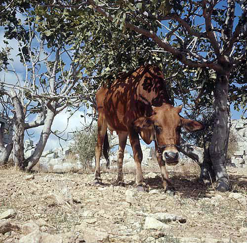 Young brown cow under olive tree at Qalaat Seman, Syria