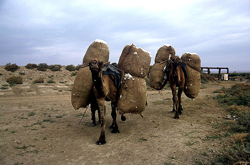 Camels carrying bales of cotton, al-Hardaneh, Euphrates Valley, Syria