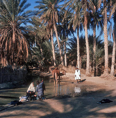 Oasis at Nefta with palm trees, pool and camel, Tunisia