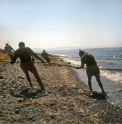 Fishermen hauling in sardine nets, Aegean coast, Turkey