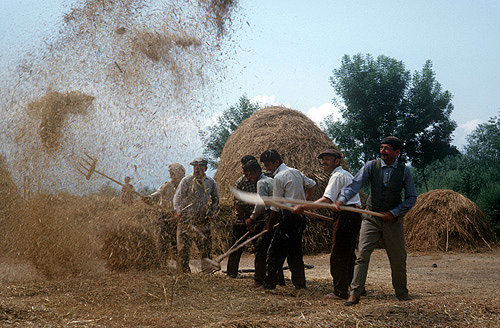 Harvesting near Hendek, Turkey