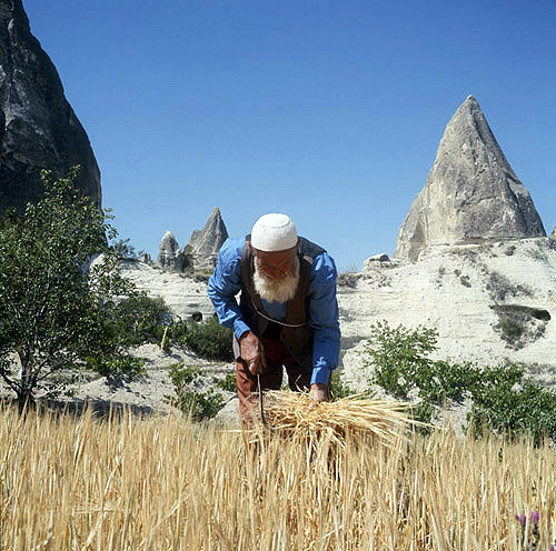 Turkey, reaping in a small field between the cone dwellings in the Cappadocia region in central Turkey