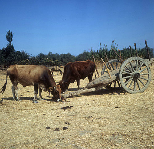 Two oxen with typical cart, near Tyre, Aegean region, Turkey