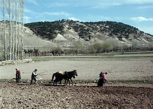 Woman planting potatoes, plough following to turn soil over to cover them, between Lake Egridir and Yalvac, Pisidia, Turkey