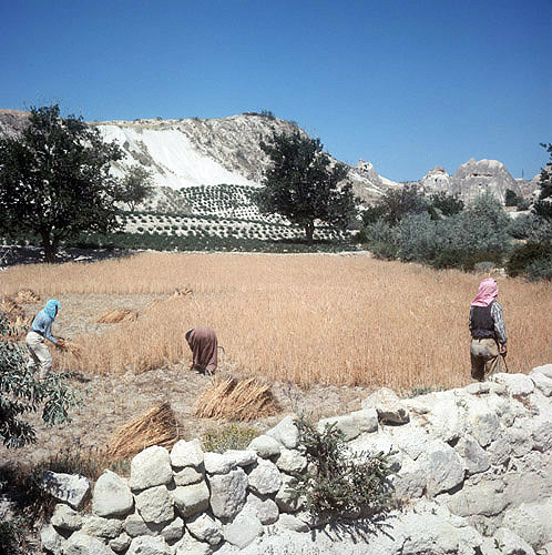 Harvesting near Macan, Cappadocia, Turkey
