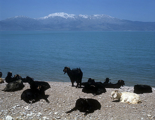 Goats on the shore of Lake Egridir, Pisidia, Turkey